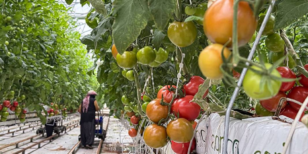 Güneş enerjisi destekli topraksız üretim: Yılda 600 tonu buluyor 4